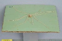 強壯蛛形蟹藏品圖，第2張